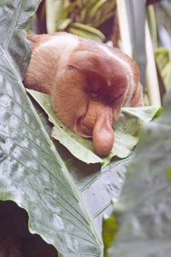 male proboscis monkey-AsiaPhotoStock