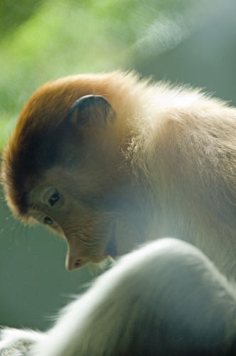 proboscis monkey-AsiaPhotoStock