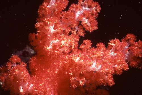 red coral-AsiaPhotoStock
