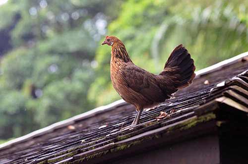 red fowl on roof-AsiaPhotoStock