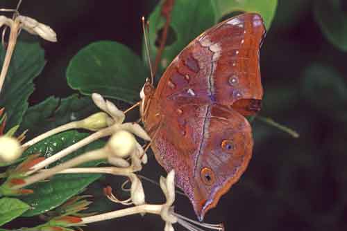 reddish brown butterfly-AsiaPhotoStock