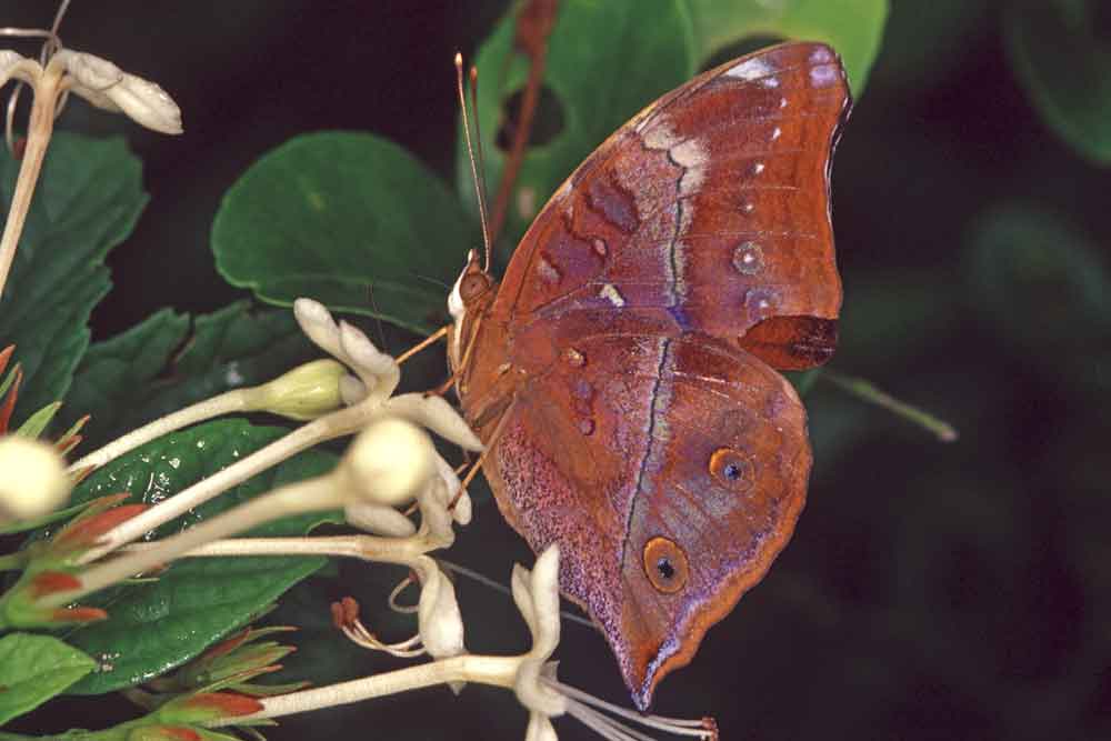 reddish brown butterfly-AsiaPhotoStock