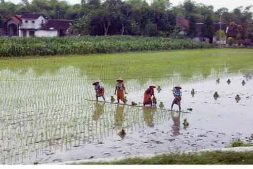 rice planting-AsiaPhotoStock