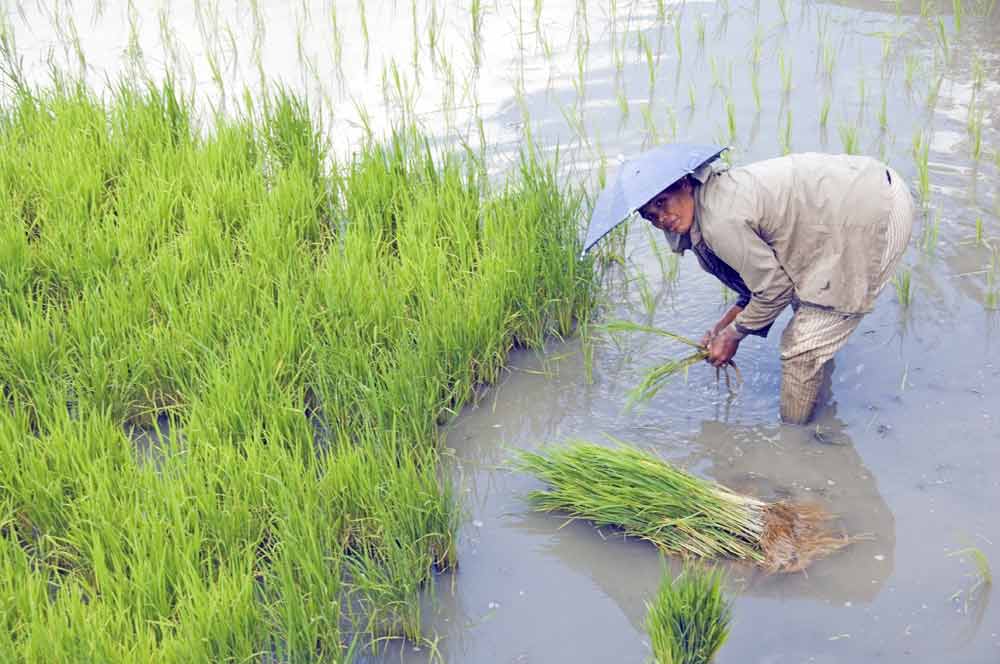 Asiaphotostock Planting Rice Shoots