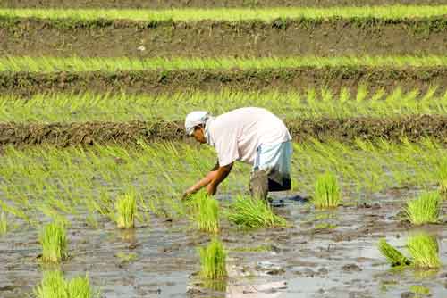 rice planting albay-AsiaPhotoStock