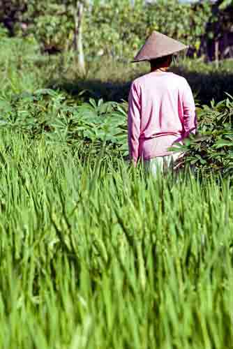 rice farmer pink-AsiaPhotoStock