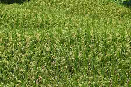 rice field in bali-AsiaPhotoStock