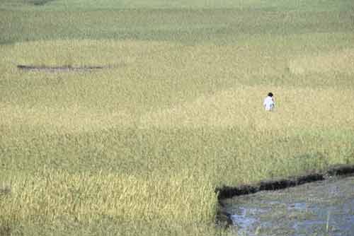 rice fields-AsiaPhotoStock