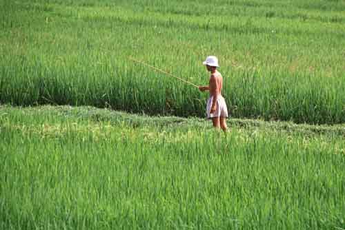rice field fishing-AsiaPhotoStock