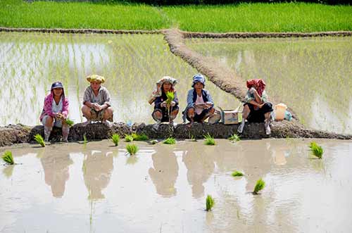 rice fields toba-AsiaPhotoStock