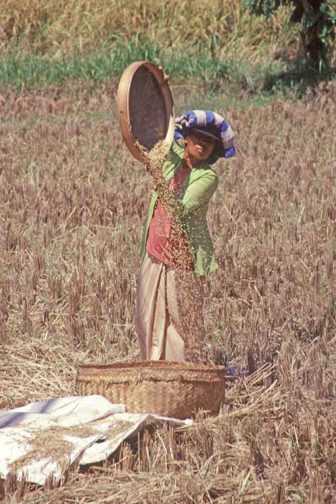 rice sieving bali-AsiaPhotoStock
