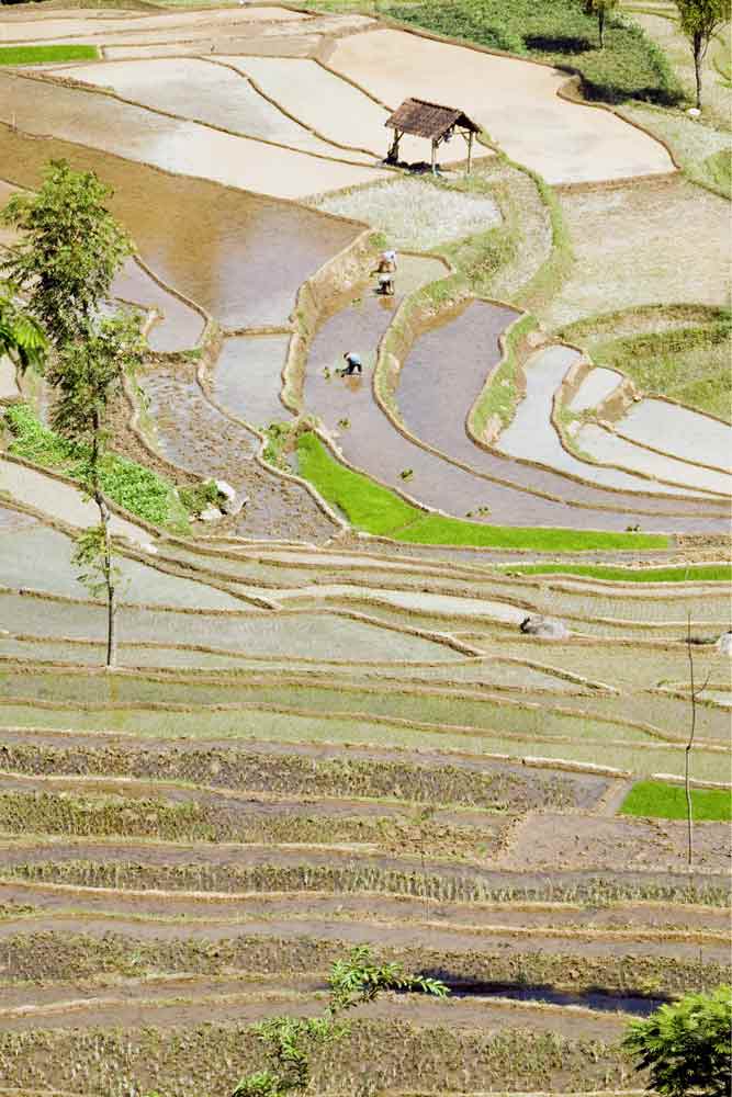 rice terraces java-AsiaPhotoStock