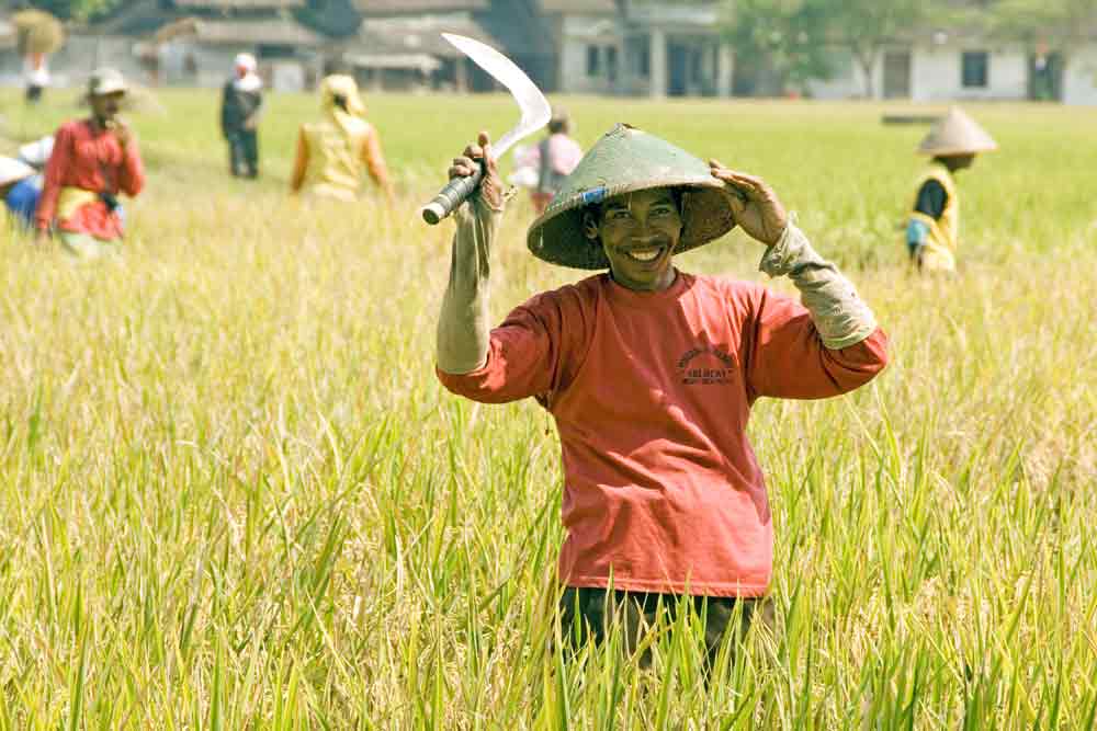 rice worker poses-AsiaPhotoStock