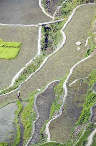 rice field philippines-AsiaPhotoStock