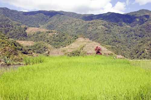 rice growing-AsiaPhotoStock