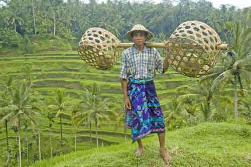 man in rice field-AsiaPhotoStock