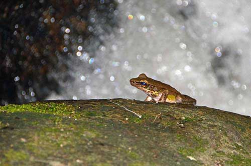 rock frog malaysia-AsiaPhotoStock