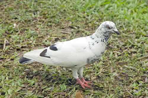 white rock pigeon-AsiaPhotoStock