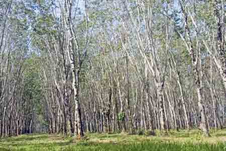 rubber tree plantation-AsiaPhotoStock