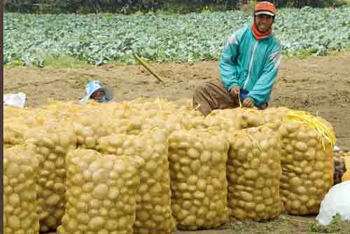 sacks of potatoes-AsiaPhotoStock