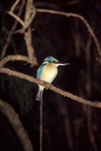 sacred kingfisher-AsiaPhotoStock