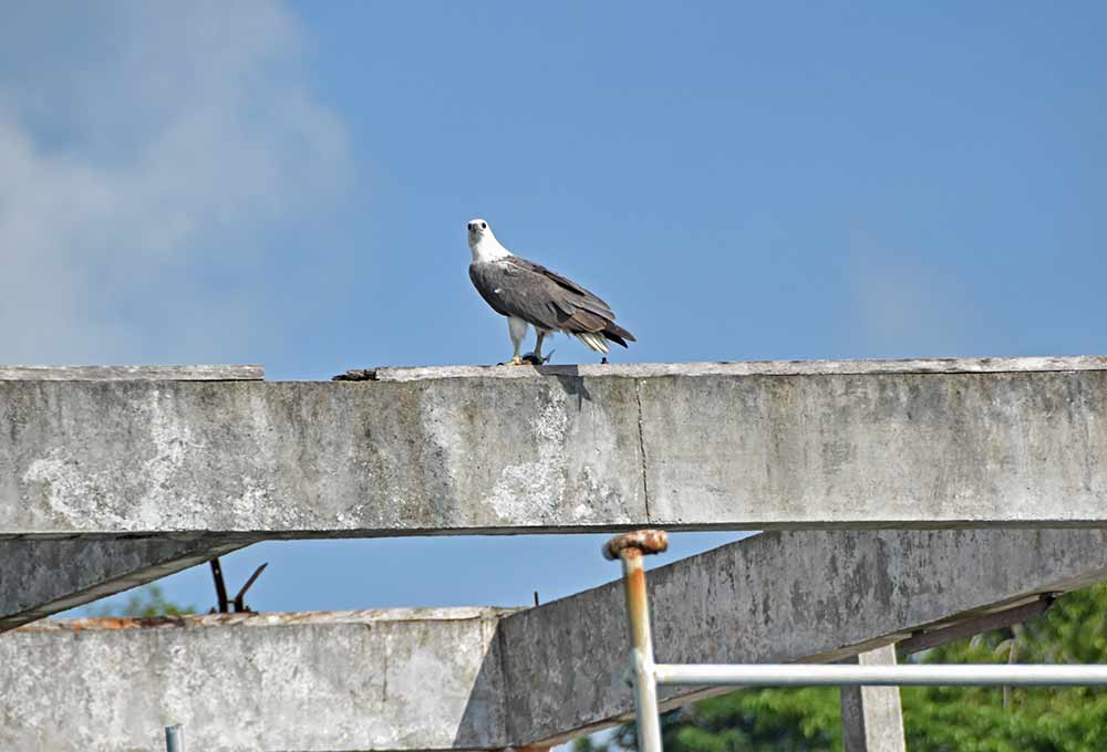sea eagle langkawi-AsiaPhotoStock