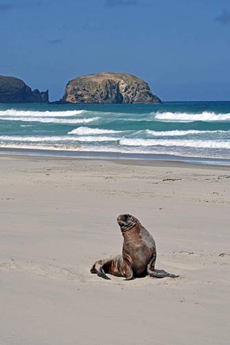 sea lion allans beach-AsiaPhotoStock
