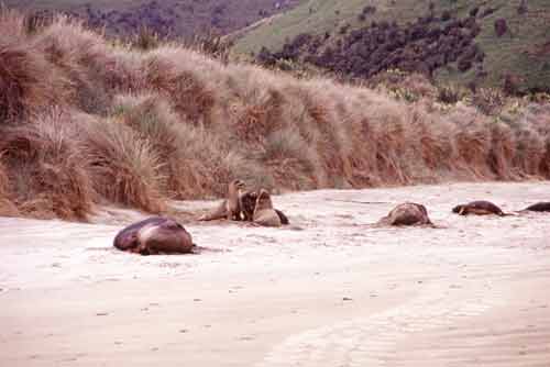 sea lions beach-AsiaPhotoStock