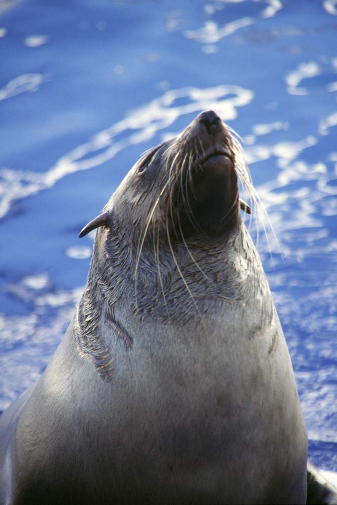 australian fur seal-AsiaPhotoStock