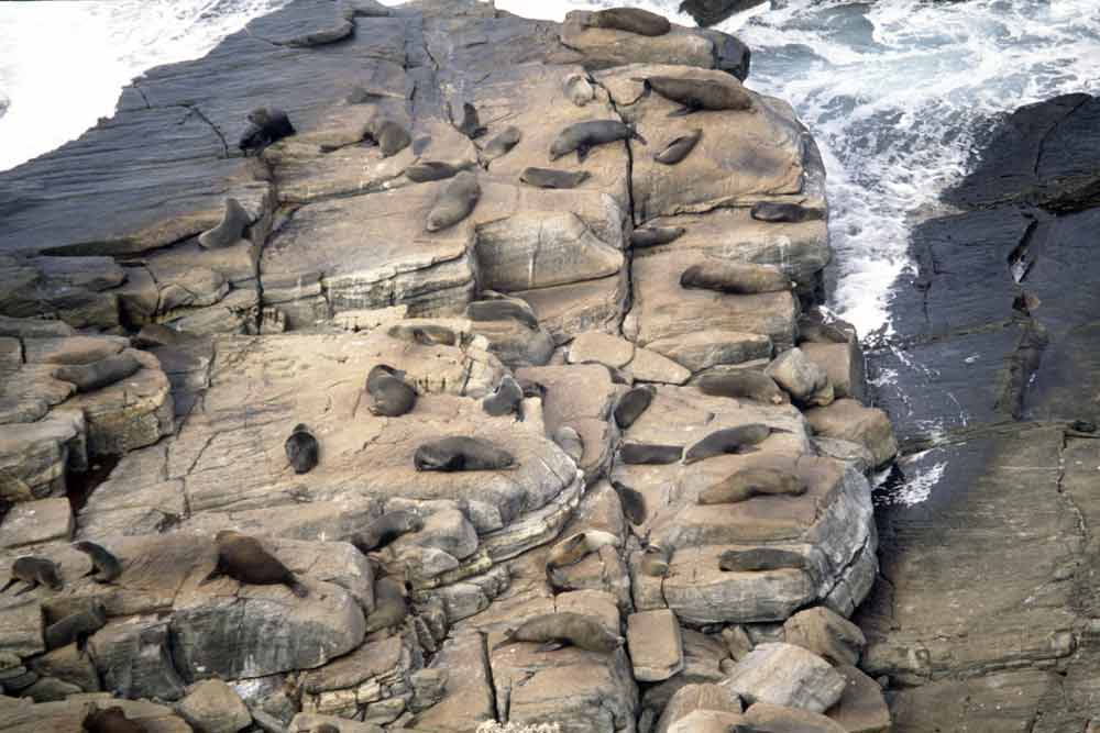 seal colony on rocks-AsiaPhotoStock
