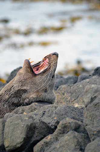 seal teeth-AsiaPhotoStock