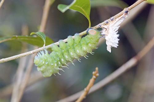 caterpillar sheds skin-AsiaPhotoStock
