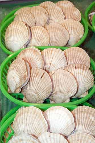 shell fish-AsiaPhotoStock