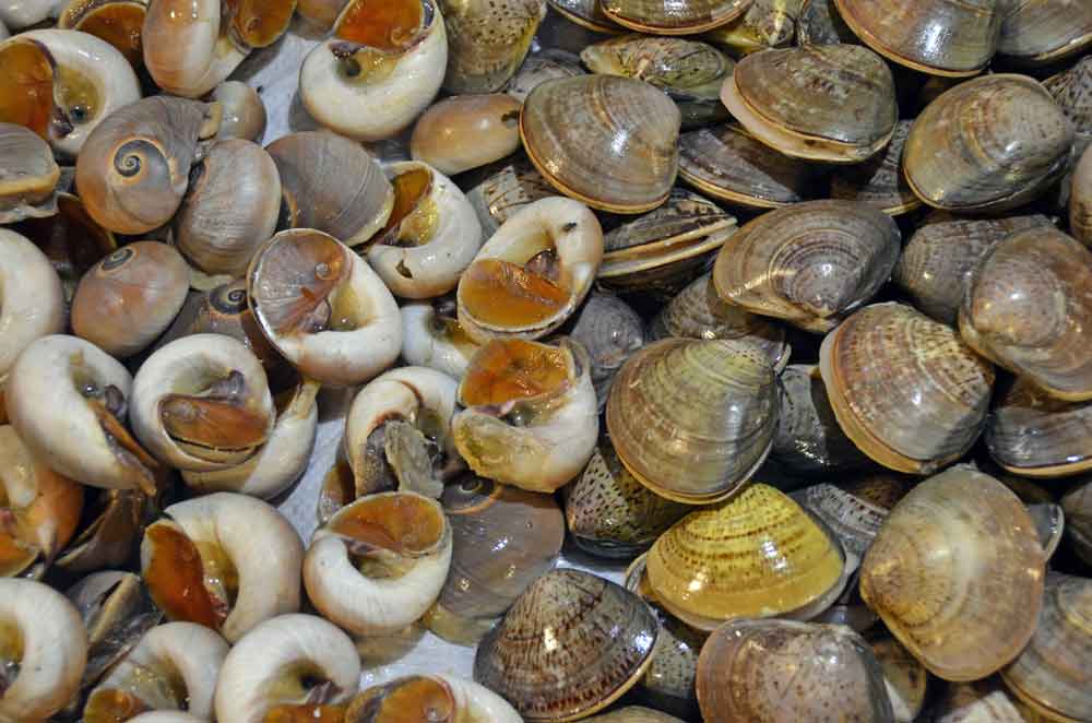 shell fish market-AsiaPhotoStock