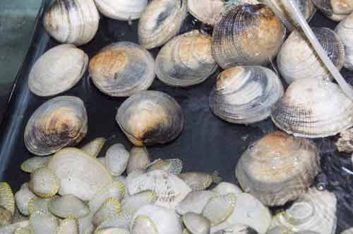 shells are on the menu-AsiaPhotoStock