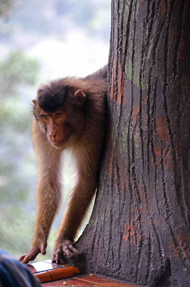 short tailed macaque-AsiaPhotoStock