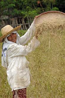 sieving rice philippines-AsiaPhotoStock