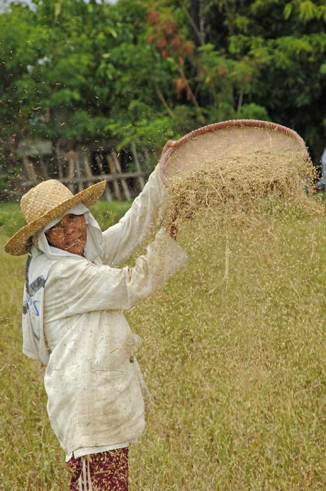 sieving rice philippines-AsiaPhotoStock