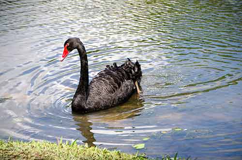 singapore black swan-AsiaPhotoStock