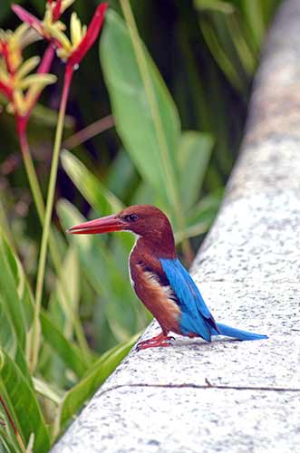 singapore botanics kingfisher-AsiaPhotoStock