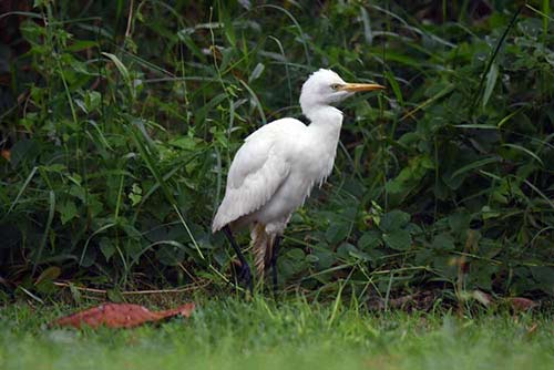 small egret-AsiaPhotoStock