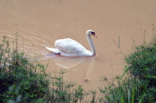 solitary swan-AsiaPhotoStock