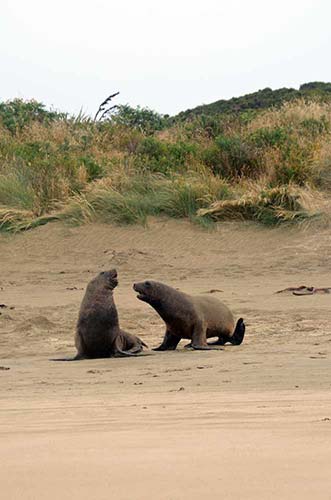 sparring sea lions-AsiaPhotoStock