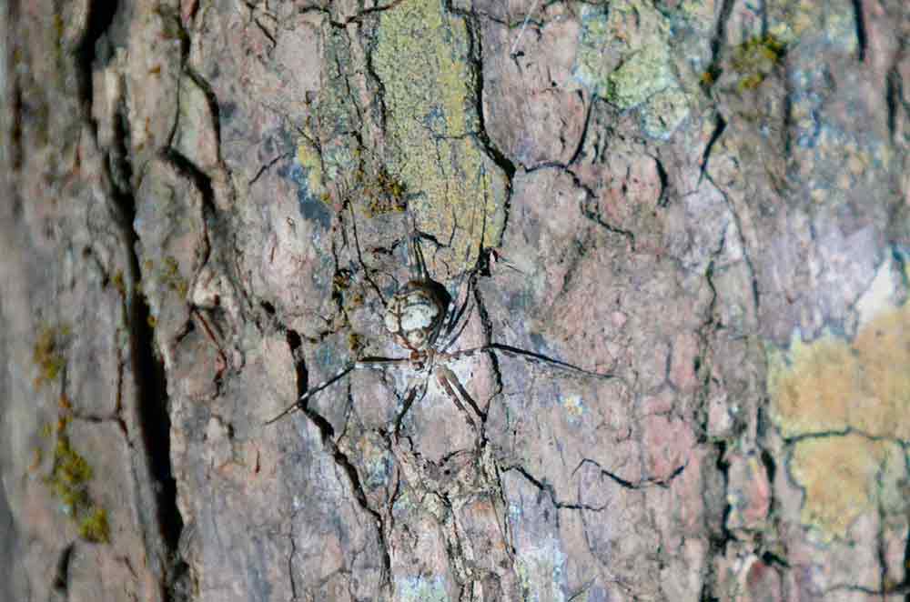 camouflaged spider-AsiaPhotoStock