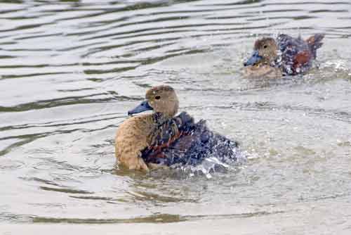 splashing whistler ducks-AsiaPhotoStock