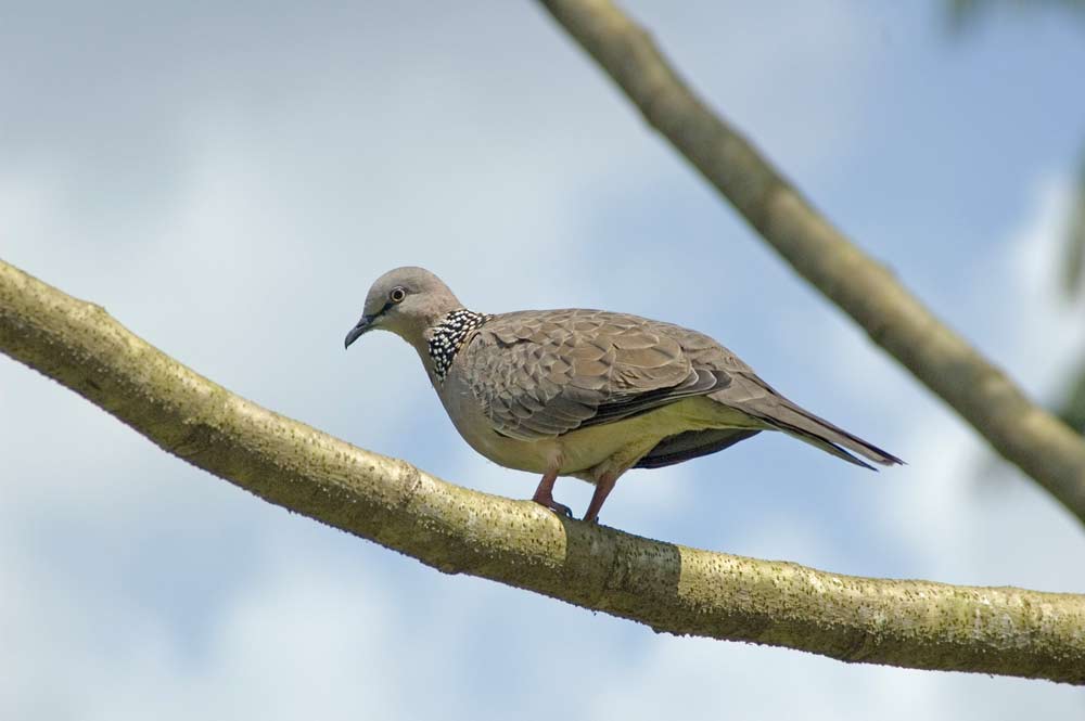 spotted dove-AsiaPhotoStock