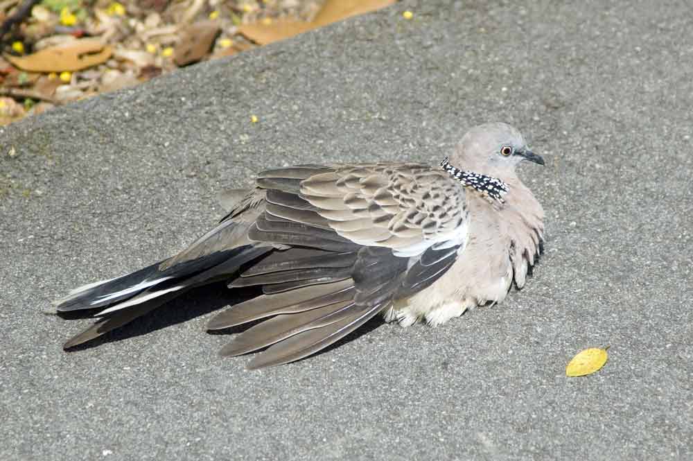 spotted dove sitting-AsiaPhotoStock