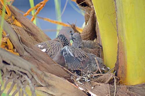 feeding of dove chick-AsiaPhotoStock