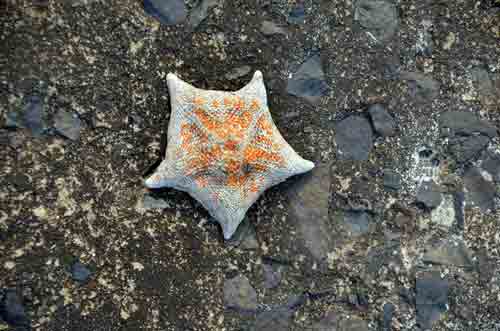 japanese starfish-AsiaPhotoStock