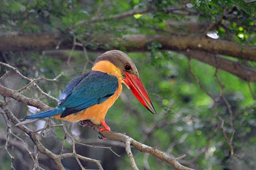 stork billed kingfishers-AsiaPhotoStock